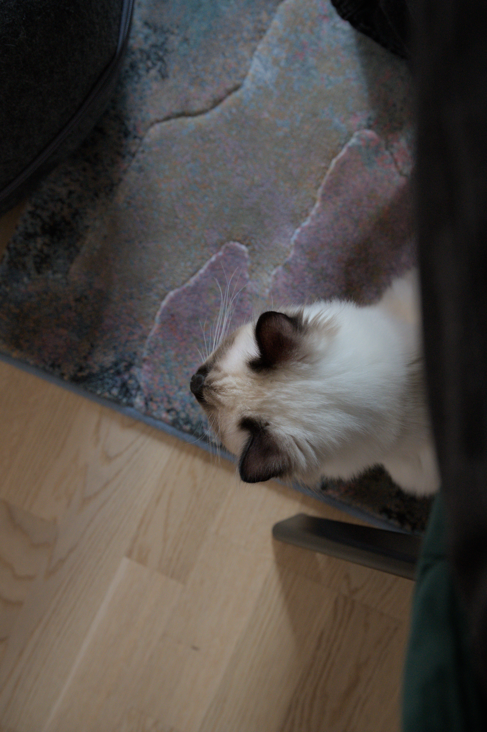 2025/10/12 - cats/DSC_0031.jpg